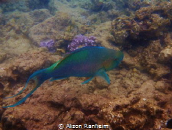 Parrotfish, Ahihi Cove, Maui by Alison Ranheim 